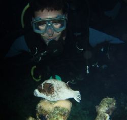 Diver and sleeping masked puffer taken at Sharksbay, Sina... by Nikki Van Veelen 